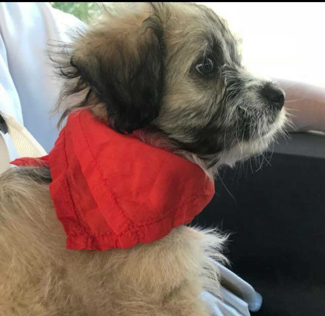 Avatar de GUAU GUAU!