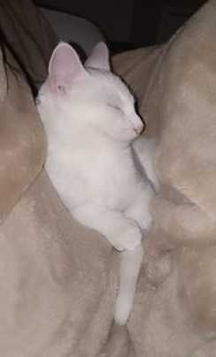 Avatar de Haraganus Maximus