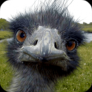 Avatar de Tiglapileser