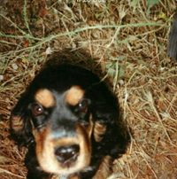 Avatar de Cristi Verti