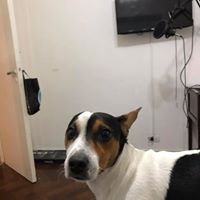 Avatar de Luca Abregu