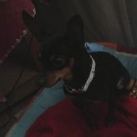 Avatar de Linda Guau