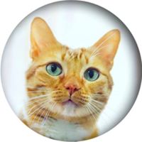 Avatar de Choche Petfluencer