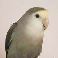 Avatar de Enderman Paquito