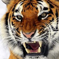 Avatar de Mireya