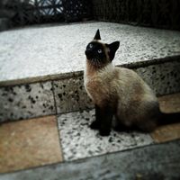 Avatar de El gato millonario